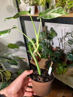 Monstera Albo Variegata - 2