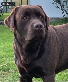 Labrador čokoládový - 2