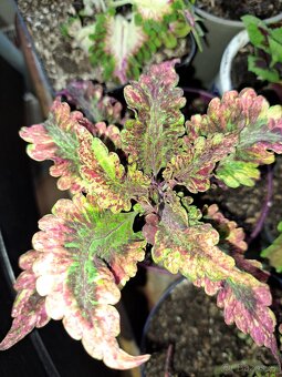 Sazenice okrasných kopřiv,coleus - 2