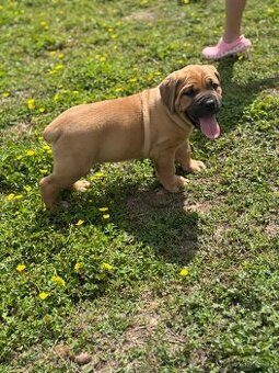 Boerboel - štěňátka - 2