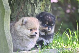 POMERANIAN - 2