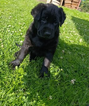 Prodám křížence fenku labrador/retrívr - 2