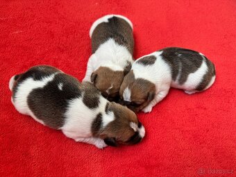 Dánsko švédský farmářský S PP narozené 8.11.2025 - 2