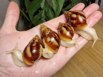 Lissachatina Fulica Albino Body - 2