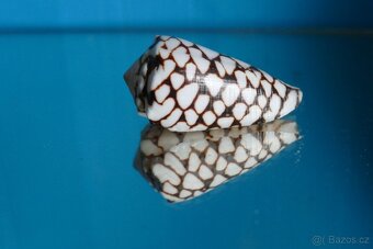 Conus crosseanus - 2