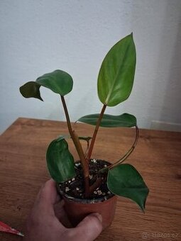 Pokojové rostliny 2 - 2