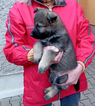 Německý ovčák štěnata s PP - 2