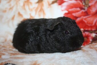 Morčátka krátkosrstá - 2