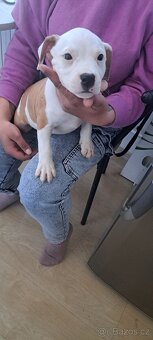 Americky stafordsky terier - 2