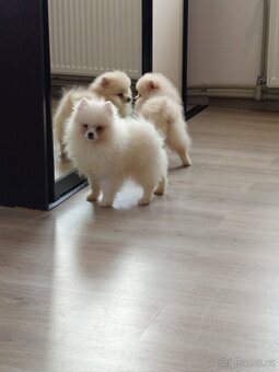 Pomeranian špic - 2
