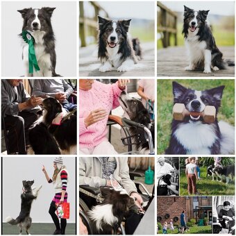 Border kolie s PP, štěňátka - 2