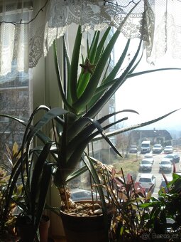 ALOE - 2