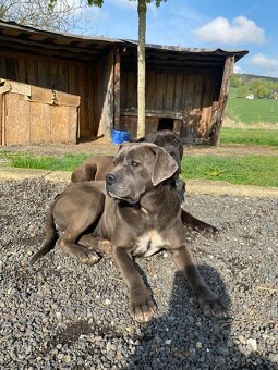 Fenka Cane Corso - 2