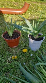 Aloe - 2