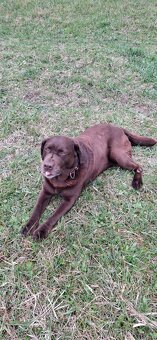 Labrador ke krytí - 2