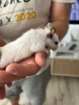 Osmak degu - 2