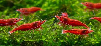 Krevetky Caridina a Neocaridina - 2
