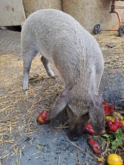 Sele Mangalice 20kg - 2