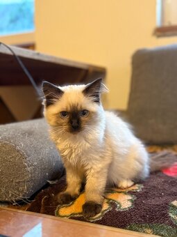 Ragdoll - 2