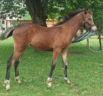 kobylka Welsh pony B - 2