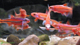 Notropis chrosomus - Jeleček duhový - akce na 100 ks - 2