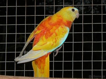 Neofema tyrkysová - 2