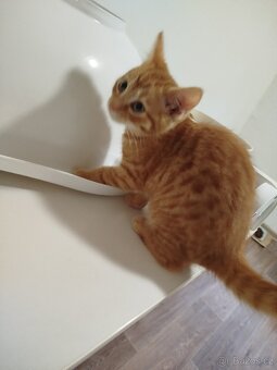 Daruji koťátka - 2