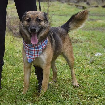 Raudi hledá domov - 2