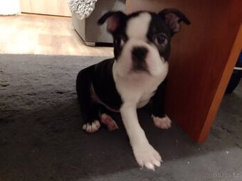 Bostonský teriér s PP FCI - 2