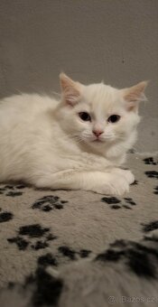 Red ragdoll bez PP - 2