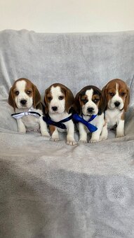 Bigl, bígl, beagle, bigel - 2