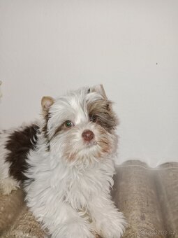 Jorkšírský teriér s pp - 2