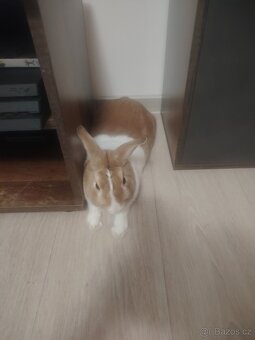 Zakrslý králík - 2