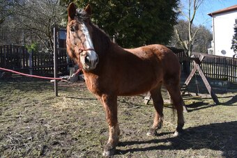 Česko-moravský belgik - 2