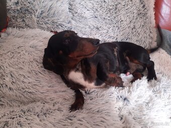 Jezevčík hladkosrstý trpasličí - 2