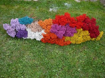 Barvený vratič - 2