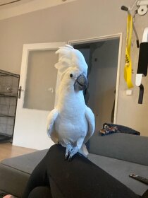 Kakadu bílý - 2