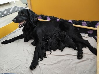 Flat coated retriever štěňata s PP - 2