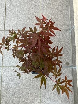 Bonsai, Bonsaj, japonský javor, skalky - 2