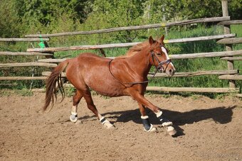 Pony kobylka - 2