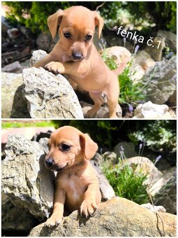 Jezevčík trpasličí x jack Russell - 2