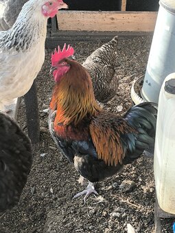 Násadové vejce Marans kurice skepice - 2