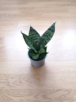 Sansevieria - 2