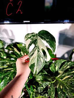 Monstera Albo - řízky od 200,- - 2