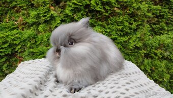 Zakrslý králík, králíček -(TEDDY)-OLIVIE - 2