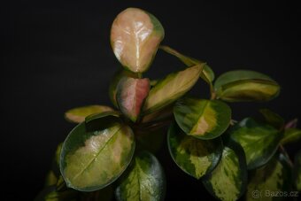 Hoya Australis Lisa - 2