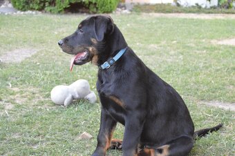 Beauceron štěně, Francouzky ovčák, štěňátka s PP - 2