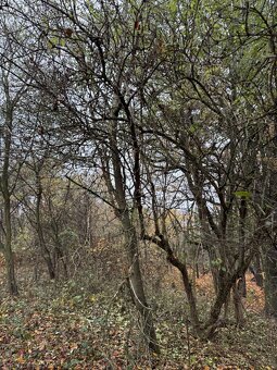 Prodám pozemky v k.ú. Háje a k.ú. Petrovice - 2