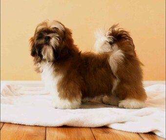 Šteniatka shi tzu s PP / shi-tzu / shih-tzu - 2