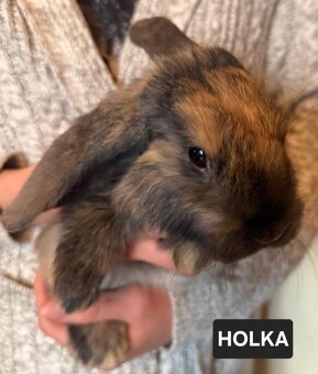 Zakrslý králík beránek - 2